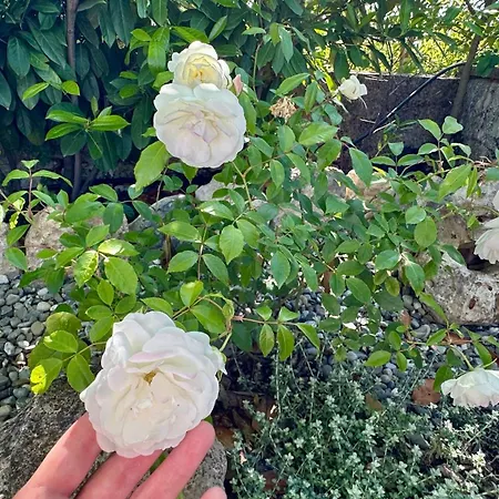 Lantställe Dimora Life